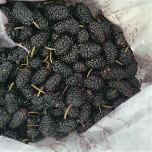 Black Beauty Mulberry tree