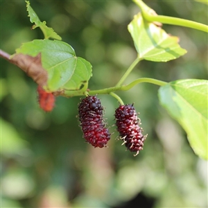 Persian Mulberry Tree