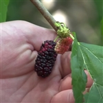 Superberry Black Mulberry Tree