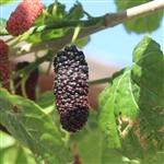 Improved Bachuus Noir Black Mulberry Tree