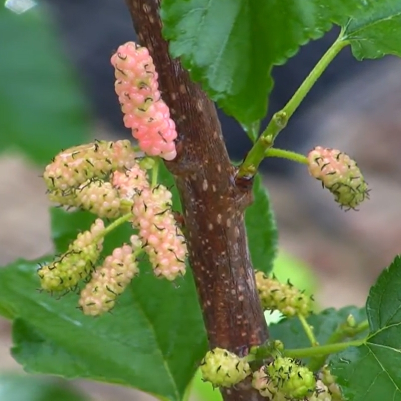 Mystic Red Mulberry Trees For Sale at Ty Ty Nursery