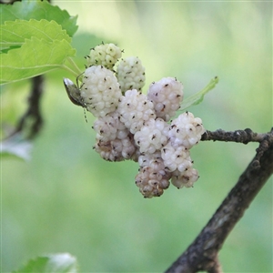 Whitey White Mulberry Tree