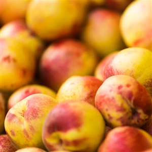 Buy Arctic Fantasy Nectarine Trees from Ty Ty Nursery