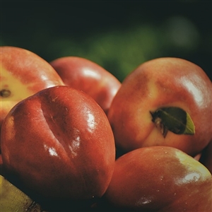 Durbin Nectarine Tree