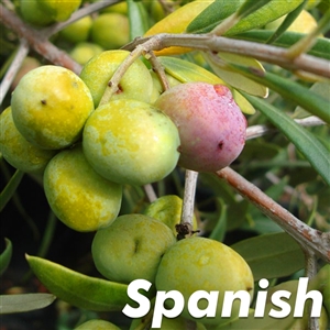 Buy Arbequina Olive Trees from Ty Ty Nursery
