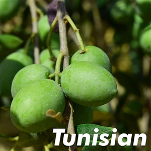 Buy Barouni Olive Trees from Ty Ty Nursery