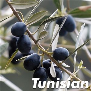 Buy Chemlali Olive Trees from Ty Ty Nursery