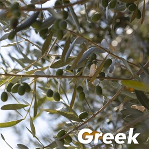 Kalamata Olive Tree