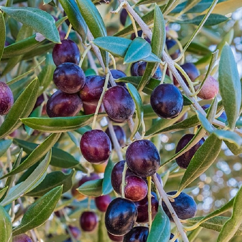 Koroneiki Olive Trees For Sale at Ty Ty Nursery