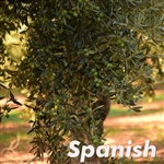 Manzanillo Olive Tree
