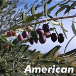 Mission Olive Tree