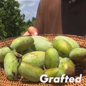 Shenandoah Paw Paw Tree