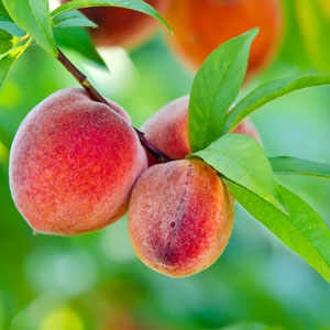 Buy Belle of Georgia Peach Trees from Ty Ty Nursery
