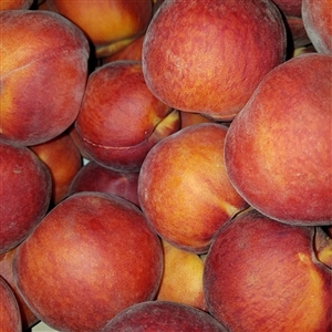 Buy Elberta Peach Trees from Ty Ty Nursery
