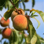 Loring Peach Tree