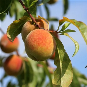 Loring Peach Tree
