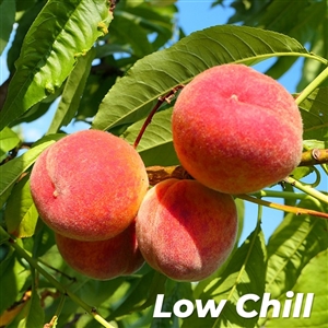 Florda Glo Peach Tree