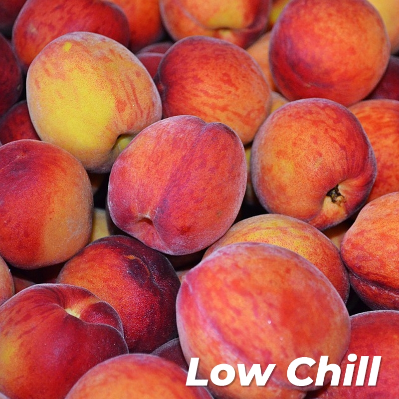 High Grade Red Nectarines Peach Delicious Nectarine From China