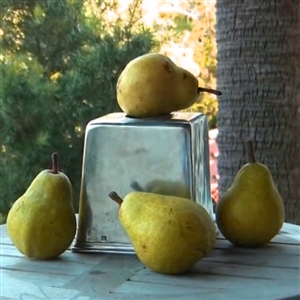 Buy Ayers Sugar Pear Trees from Ty Ty Nursery