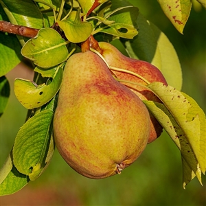 Baldwin Pear Tree