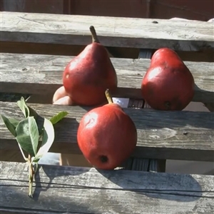 Buy Columbus Red Pear Trees from Ty Ty Nursery
