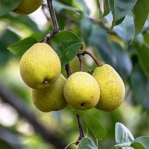 Hood Pear Tree