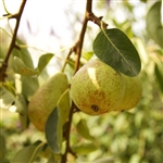 Kieffer Pear Tree