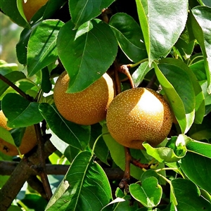 Buy Chojuro Asian Pear Trees from Ty Ty Nursery