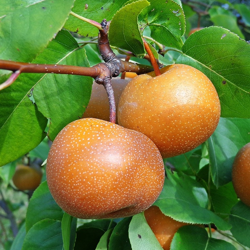 Shinko Asian Pear Tree