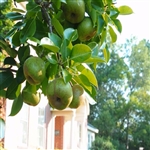 Flordahome Pear Tree