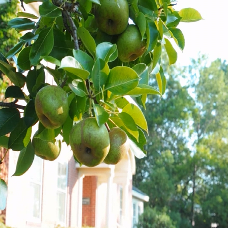 Flordahome Pear Tree