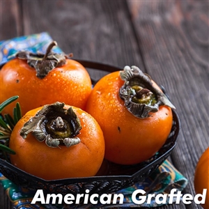 Buy Barbara Blush American Persimmon Trees from Ty Ty Nursery