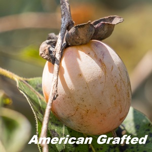 Buy Deer Magnet American Persimmon Trees from Ty Ty Nursery