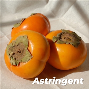 Buy Eureka Persimmon Trees from Ty Ty Nursery
