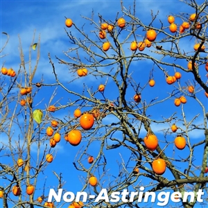 Buy Coffee Cake Persimmon Trees from Ty Ty Nursery