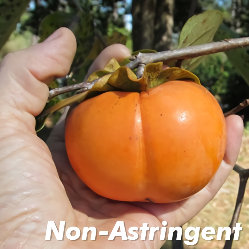 Fuyugaki Persimmon Trees For Sale at Ty Ty Nursery