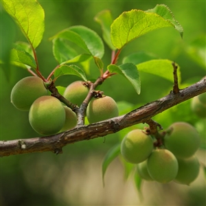 Buy Au Homeside Plum Trees from Ty Ty Nursery