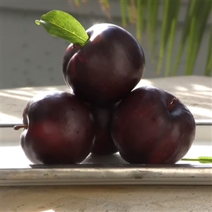 Buy Au Producer Plum Trees from Ty Ty Nursery