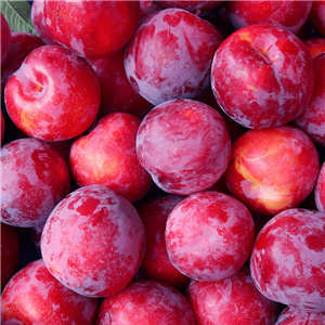 Buy Au Rosa Plum Trees from Ty Ty Nursery