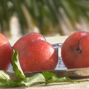 Crimson Red Plum Tree