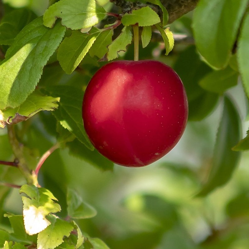 Morris Plum Tree