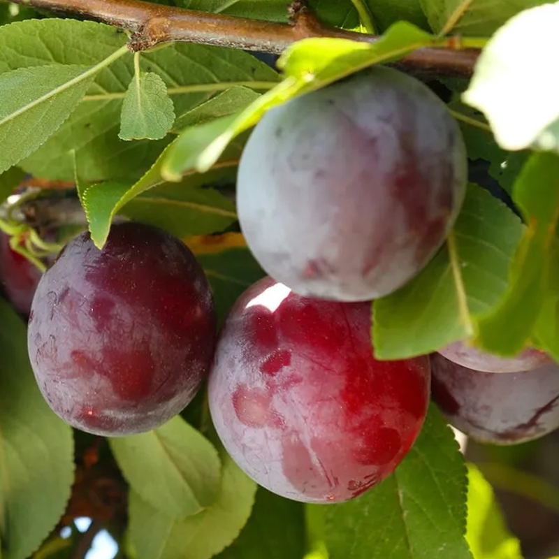 Santa Rosa Plum Trees For Sale at Ty Ty Nursery