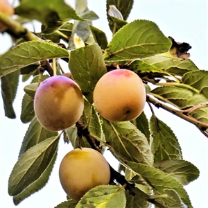 Yellow Gold Plum Tree