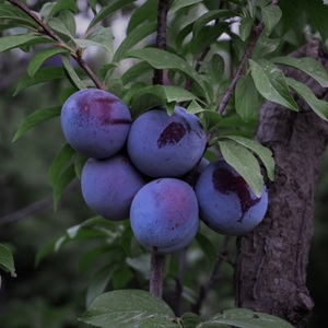 Buy Spring Satin Pluot Trees