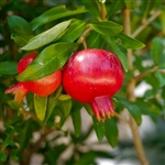 Angel Red Pomegranate Tree