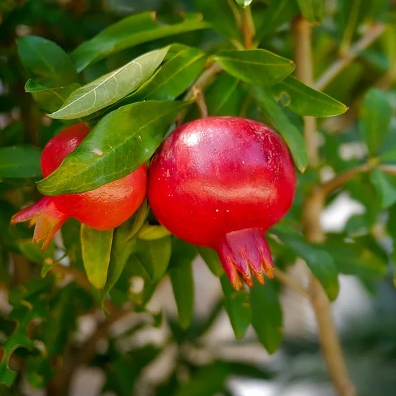 Angel Red Pomegranate Tree