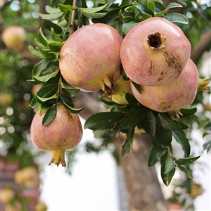 Buy Babylonian White Pomegranate Trees from Ty Ty Nursery