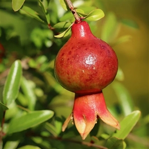 Dwarf Pomegranate Tree