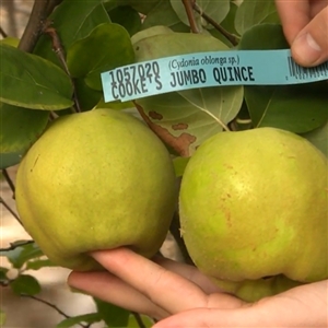 Buy Cooke's Jumbo Quince Trees from Ty Ty Nursery