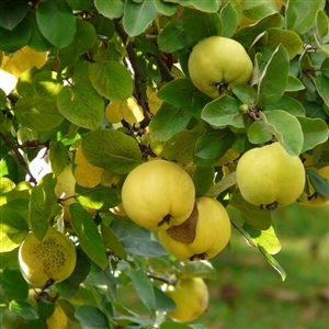 Orange Quince Tree